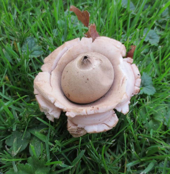 Geastrum triplex Geastrum triplex